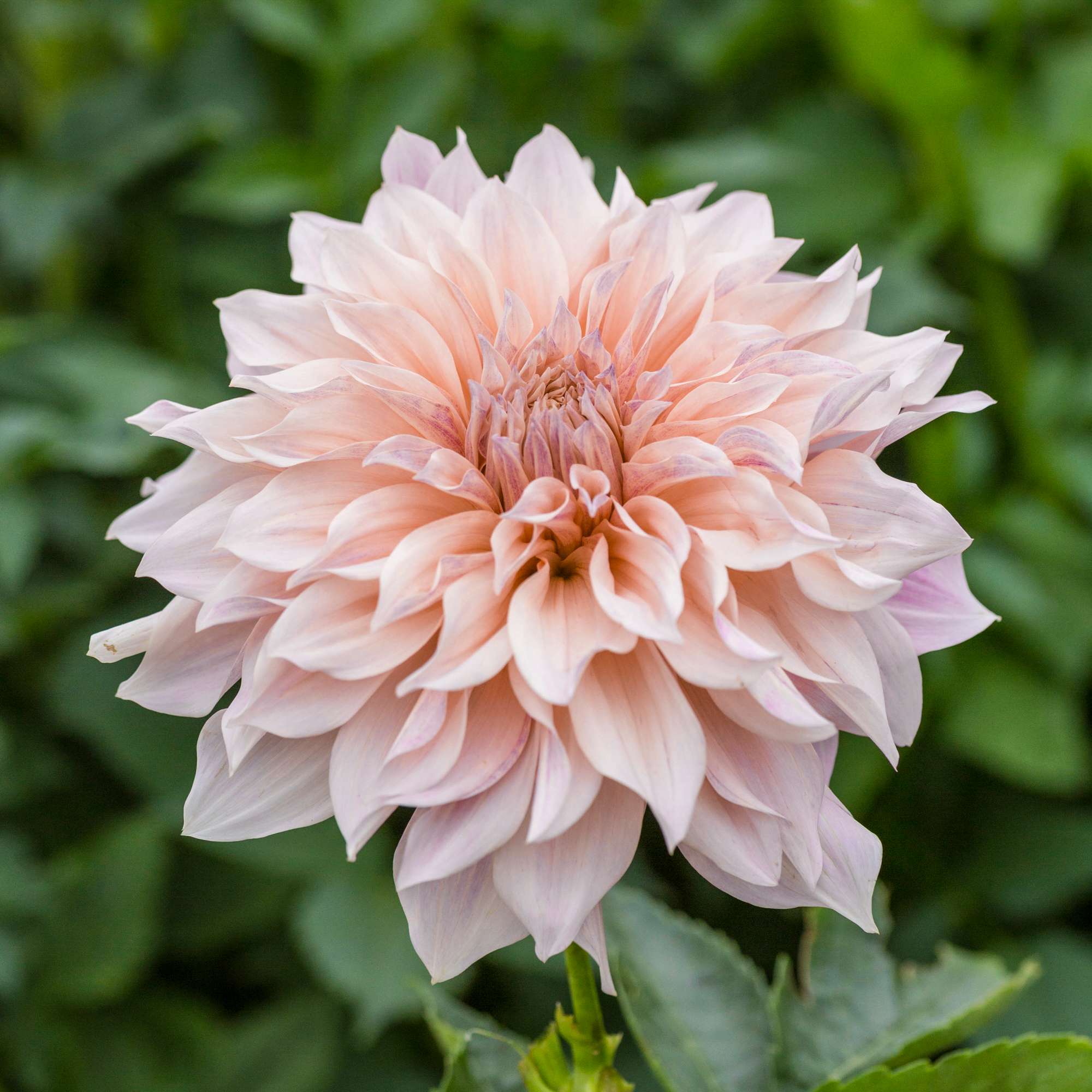 Dahlia 'Cafe au Lait'